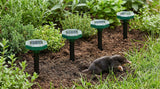 "Four green solar mole repellers with clear tops, installed in garden soil among green plants, with a mole in the foreground.